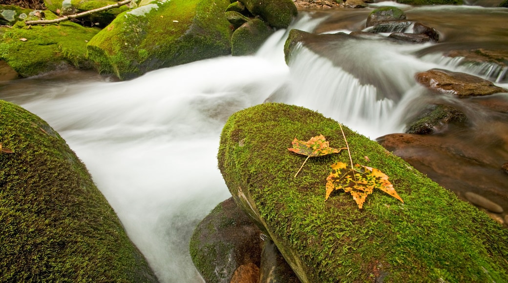 Cosby Creek, Great Smoky Mountains National Park