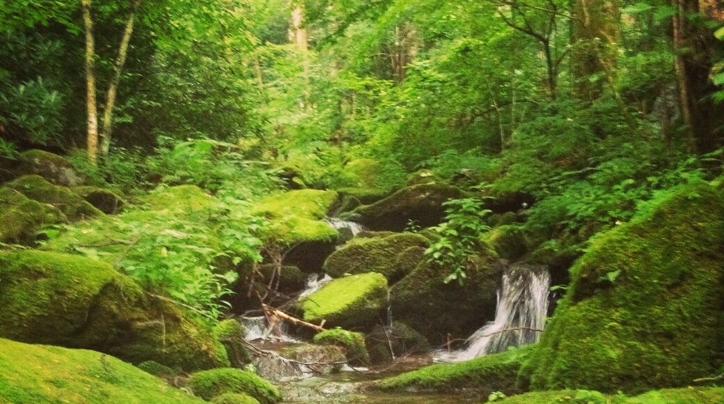 A nice stream runs right by campsite 34