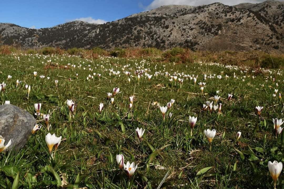 The Omalos plateau is a true cure for sore eyes between the end of winter and early summer, when it is constantly covered in millions of wild flowers which look like somebody spread a brightly coloured carpet over the plateau. Return a few weeks later and the plateau is coloured differently. Here, the first annual carpet of millions of Crocus sieberii colours the plateau in a delicate white hue...