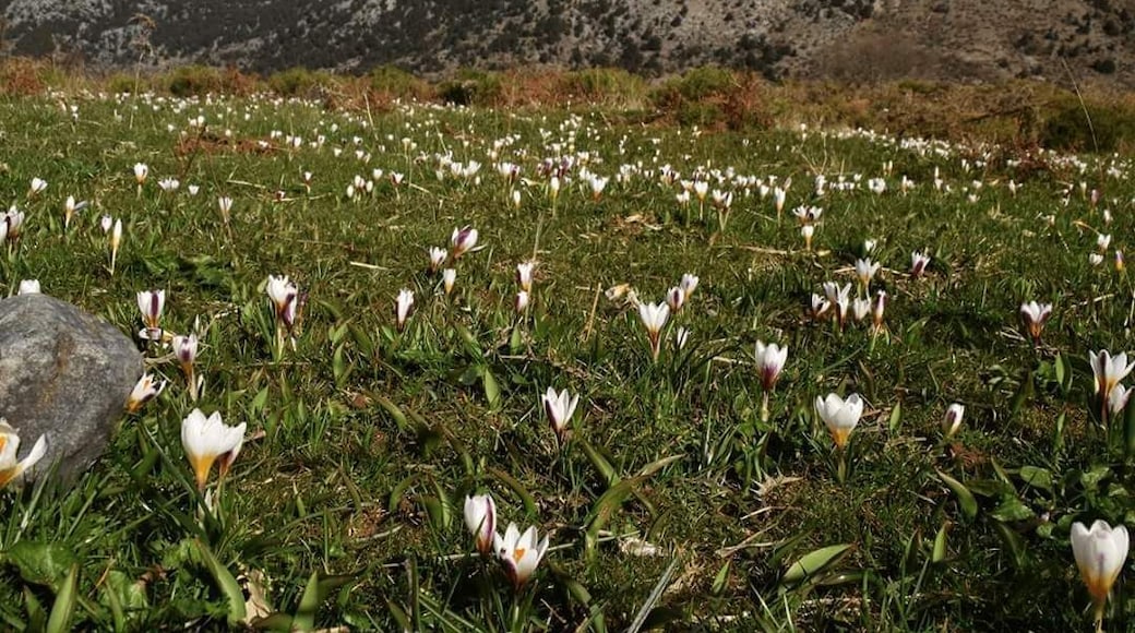 The Omalos plateau is a true cure for sore eyes between the end of winter and early summer, when it is constantly covered in millions of wild flowers which look like somebody spread a brightly coloured carpet over the plateau. Return a few weeks later and the plateau is coloured differently. Here, the first annual carpet of millions of Crocus sieberii colours the plateau in a delicate white hue...