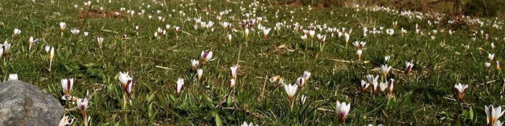 Um campo de flores brancas com montanhas ao fundo.