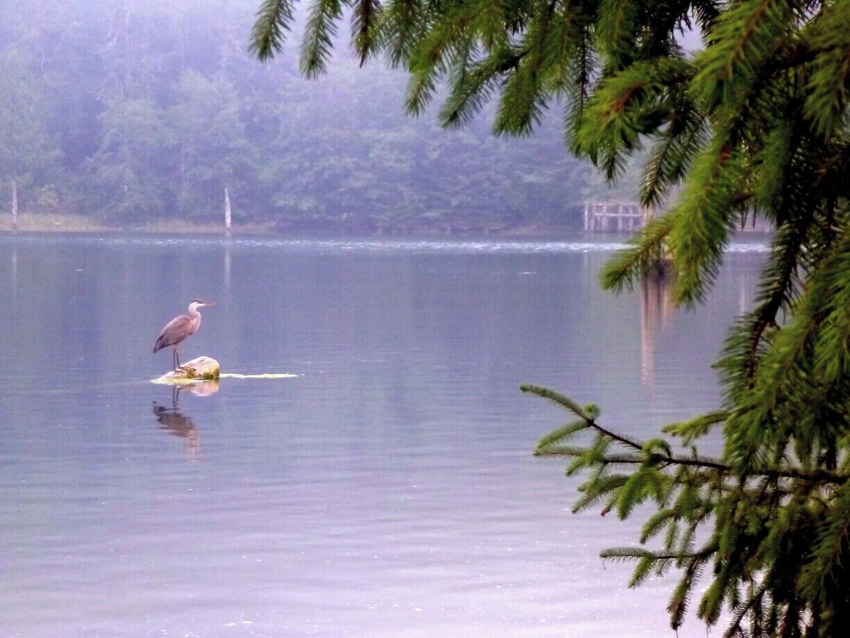 Looking out from our campsite at Pacheedaht Campground onto the San Juan River.