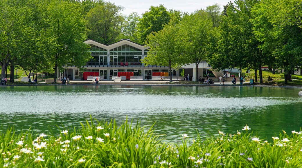 Mont-Royal showing a pond