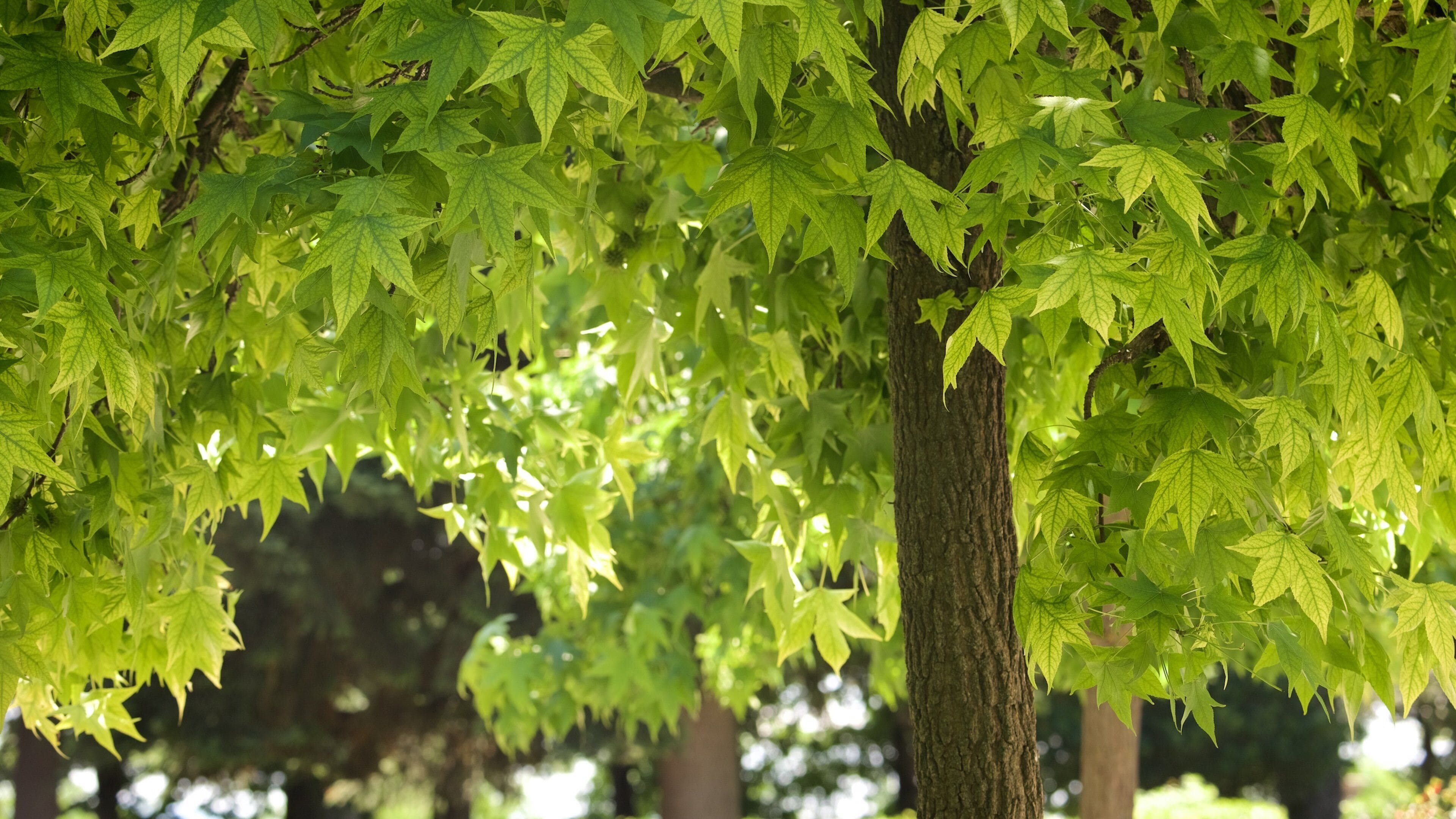 Montepulciano which includes a garden