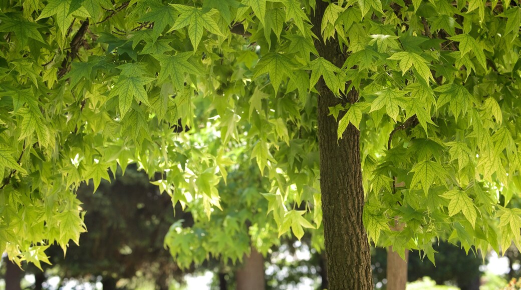 Montepulciano which includes a garden