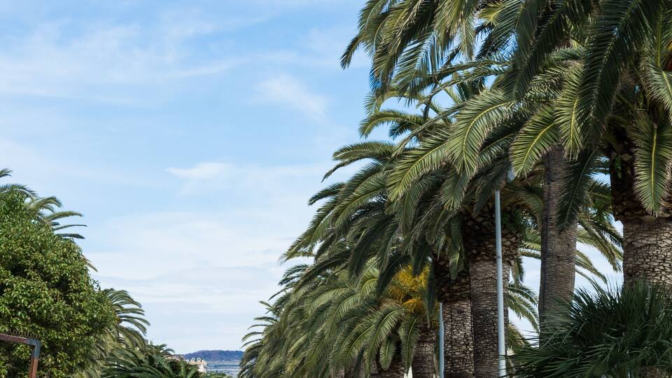 A paved pathway lined with palm trees and benches, leading towards a distant view of a cityscape.