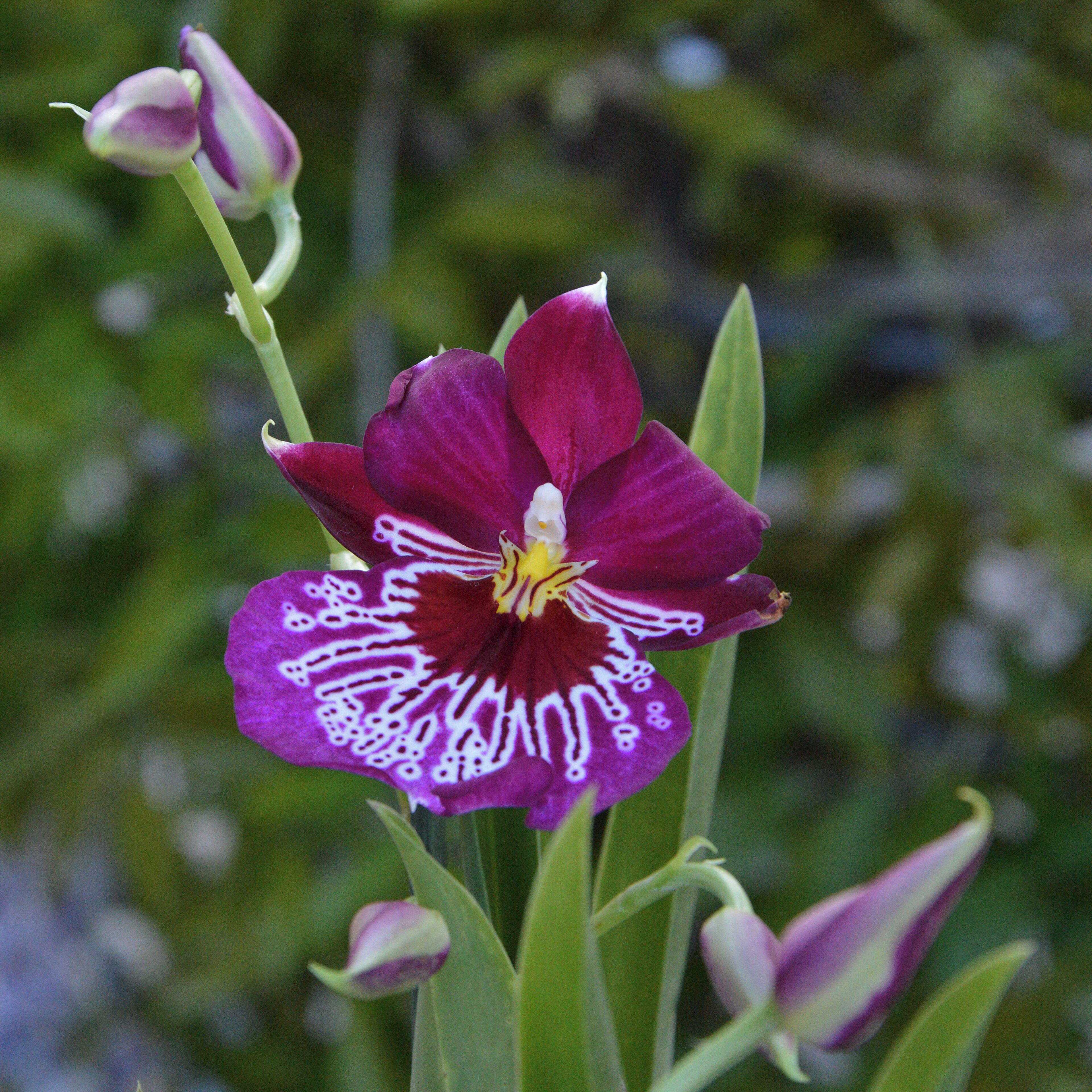 Miltonia Fam. Orchidaceae