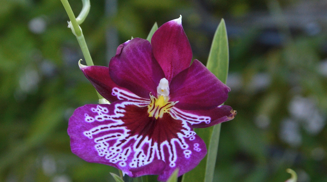 Miltonia Fam. Orchidaceae