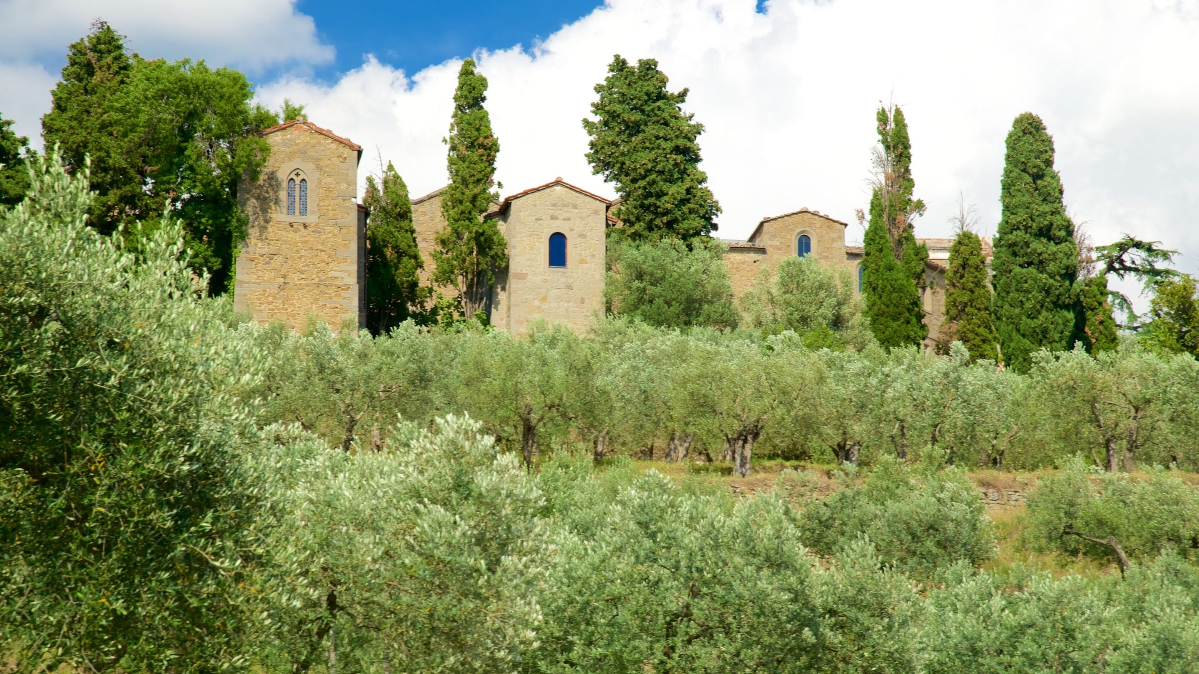 Cortona showing farmland