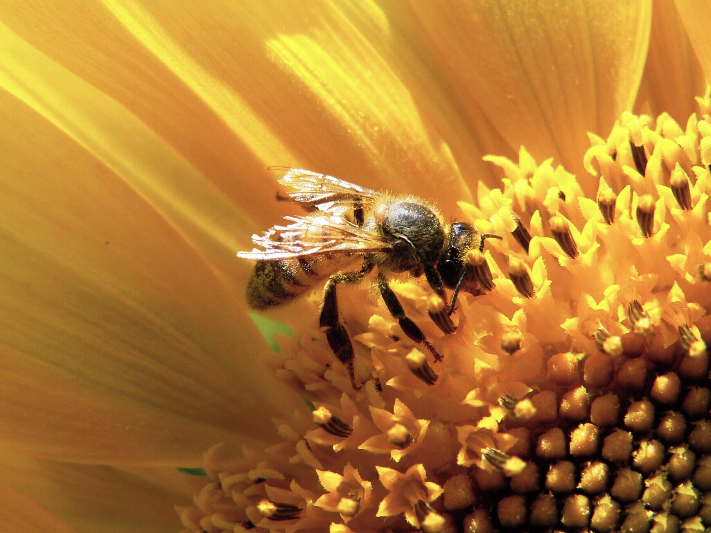 Bee in the sunflower field
