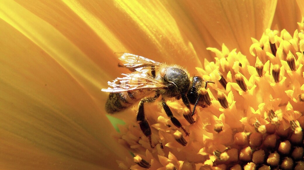 Bee in the sunflower field