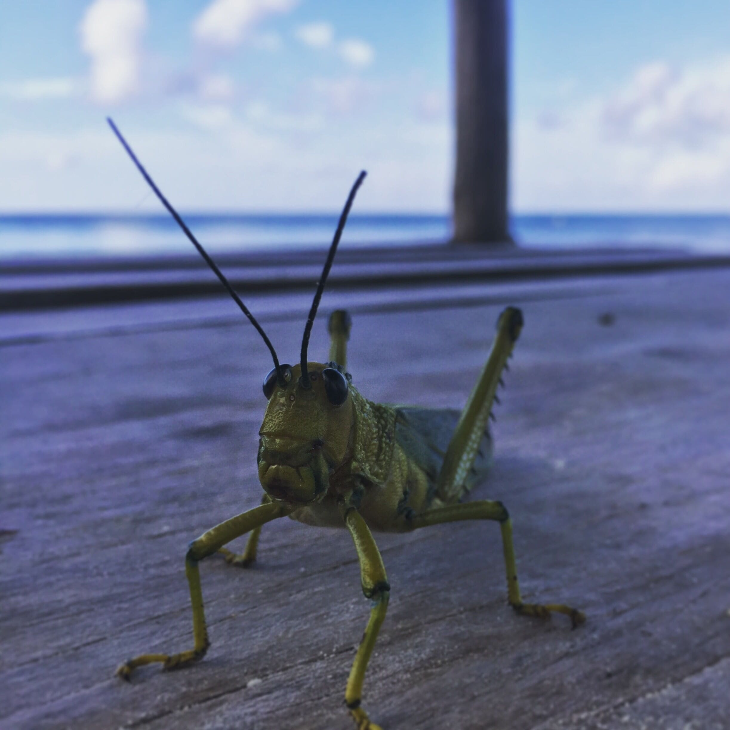 On the beach at the Omni.