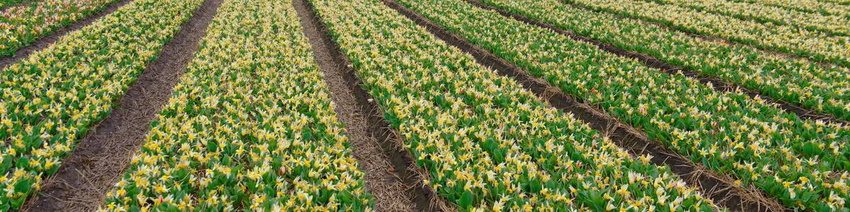 Flower cultivation in the Netherlands.