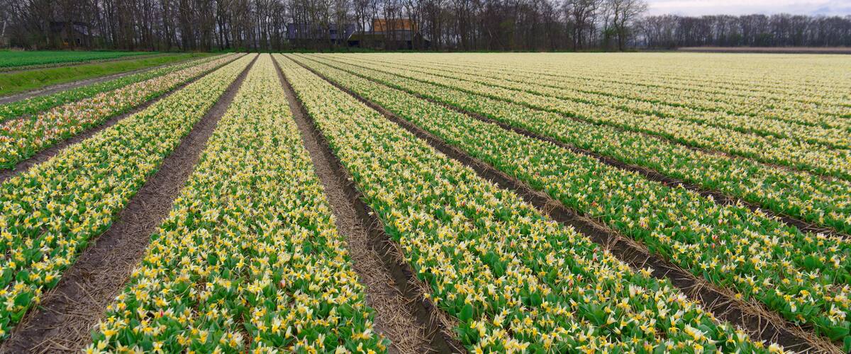 A vast field of yellow flowers with neatly arranged rows, bordered by a line of trees under a cloudy sky.