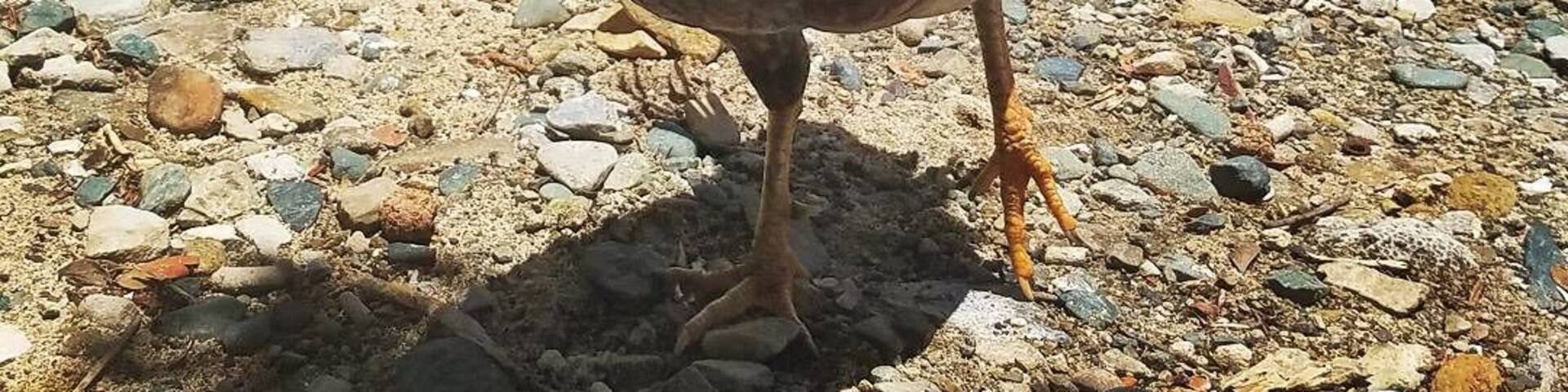 A rooster joined us on this secluded beach in the East end of St John USVI. That's a floating bar in the background!