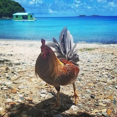 A rooster joined us on this secluded beach in the East end of St John USVI. That's a floating bar in the background!