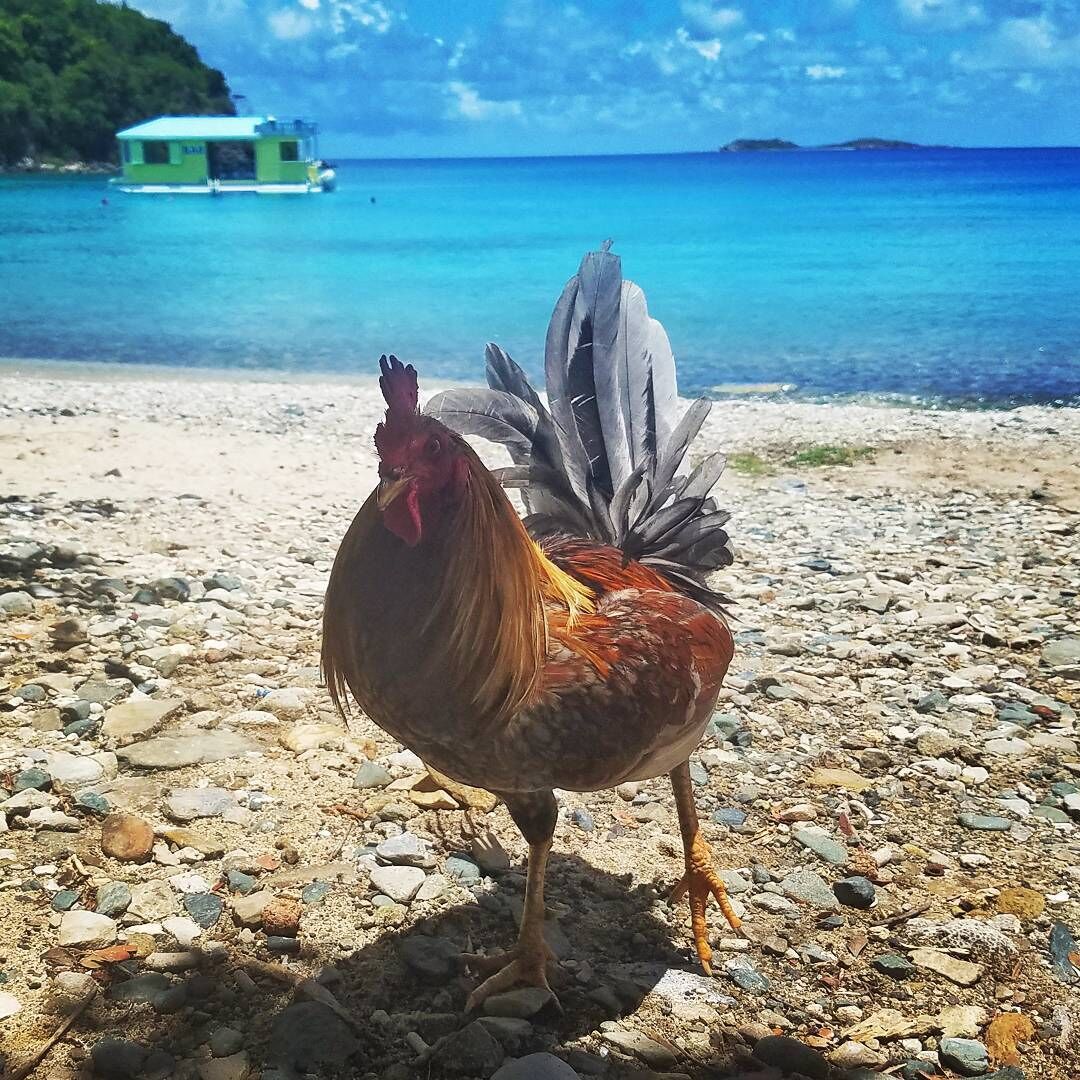 A rooster on a rocky beach with a boat and a distant island in the background.