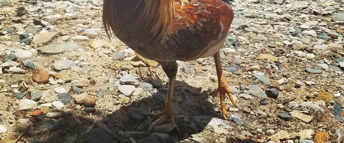 A rooster on a rocky beach with a boat and a distant island in the background.