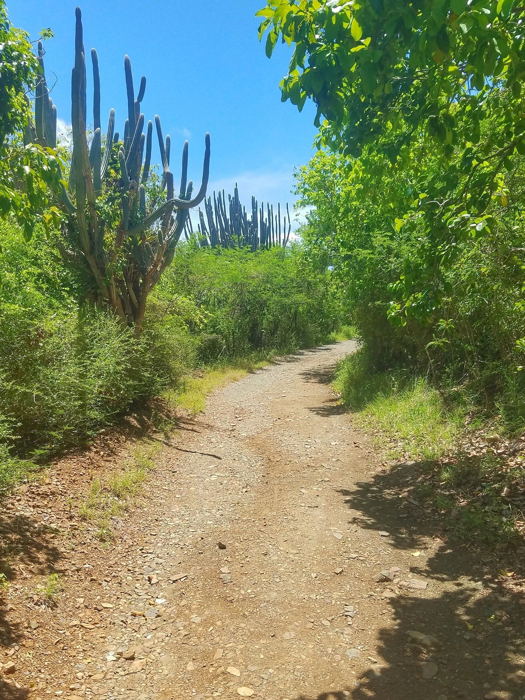 A quick (but hot!) walk on this trail from the parking lot to Salt Pond Bay Beach where you can enjoy the beach or go on the Rams Head trail.