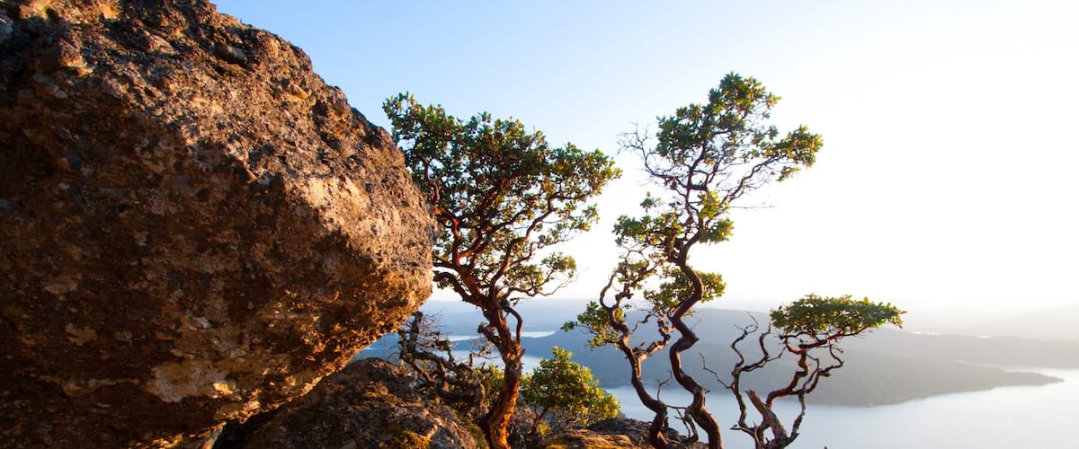 A rocky landscape with twisted trees and a distant view of a calm lake.