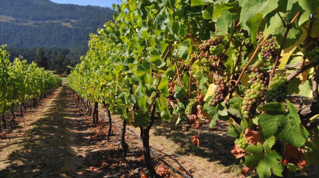 Salt Spring Island which includes tranquil scenes