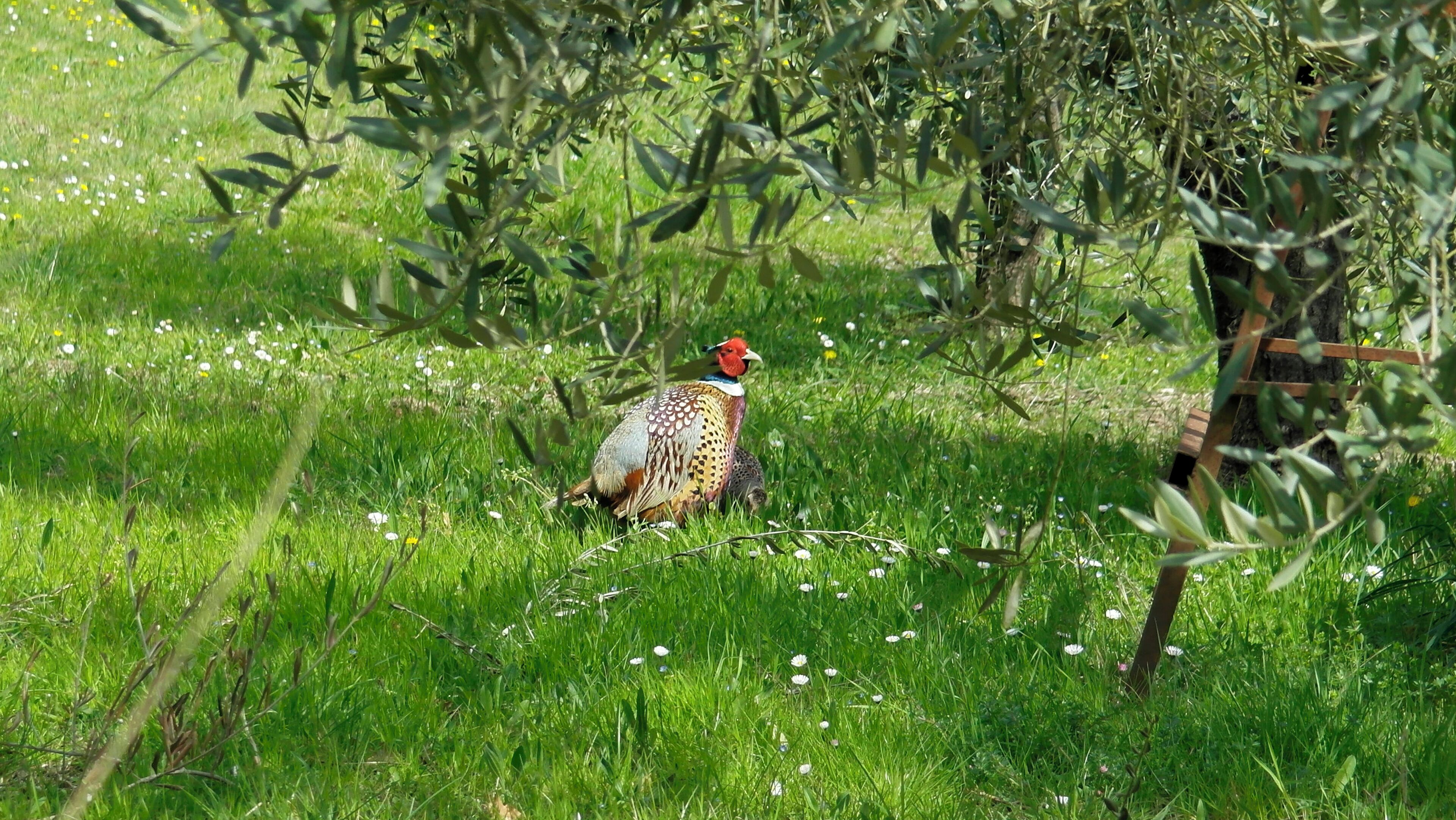 Umbertide, Province of Perugia, Italy