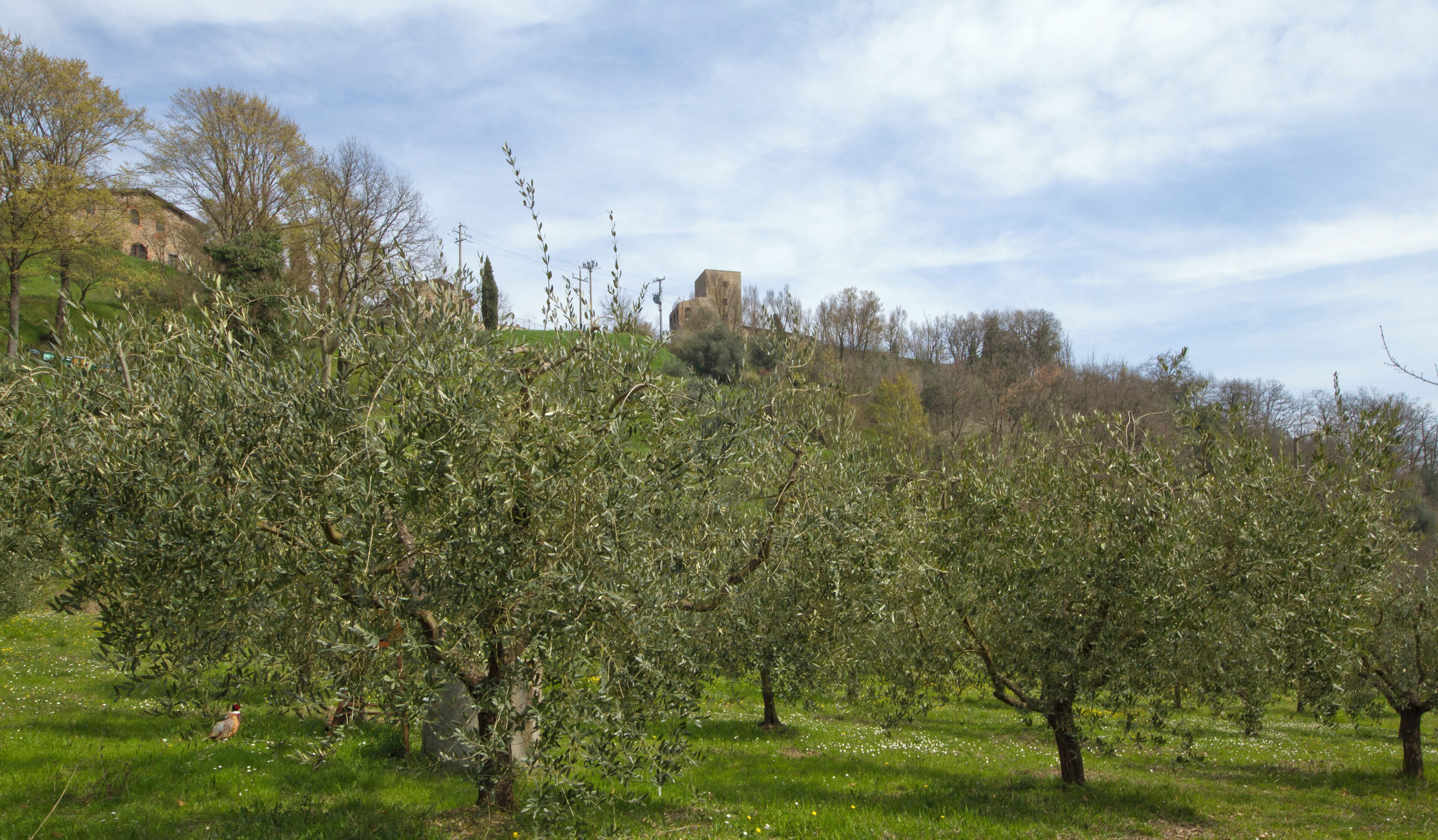 Umbertide, Province of Perugia, Italy