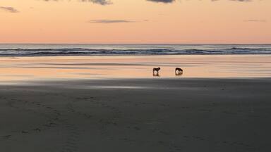 My dogs Delilah and Marley enjoying the beach on the WA coast.