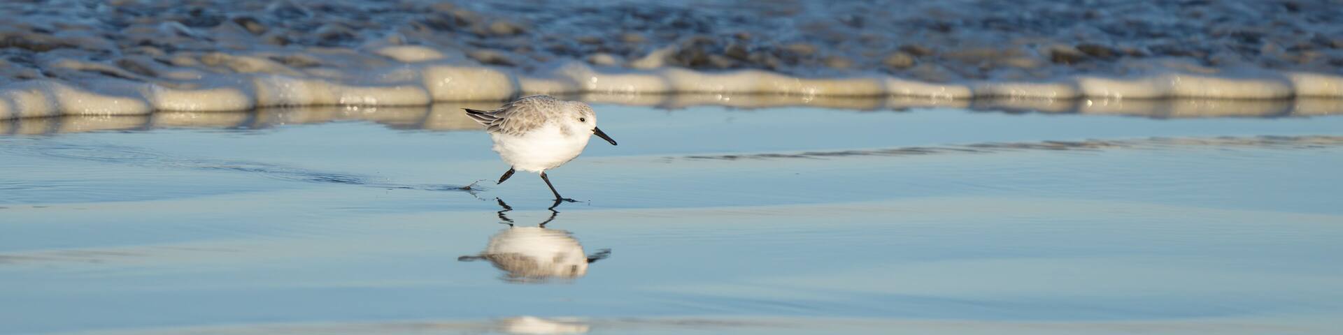 Sanderling Shorebird Forages Along Washington Beach at Sunrise