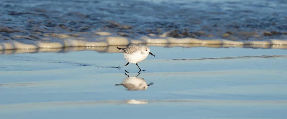 A bird standing on a wet beach with its reflection visible in the water.