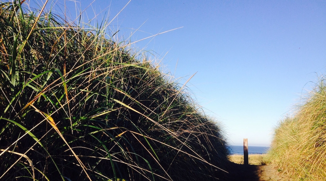 Awesome car camping sites with a path to huge beach.