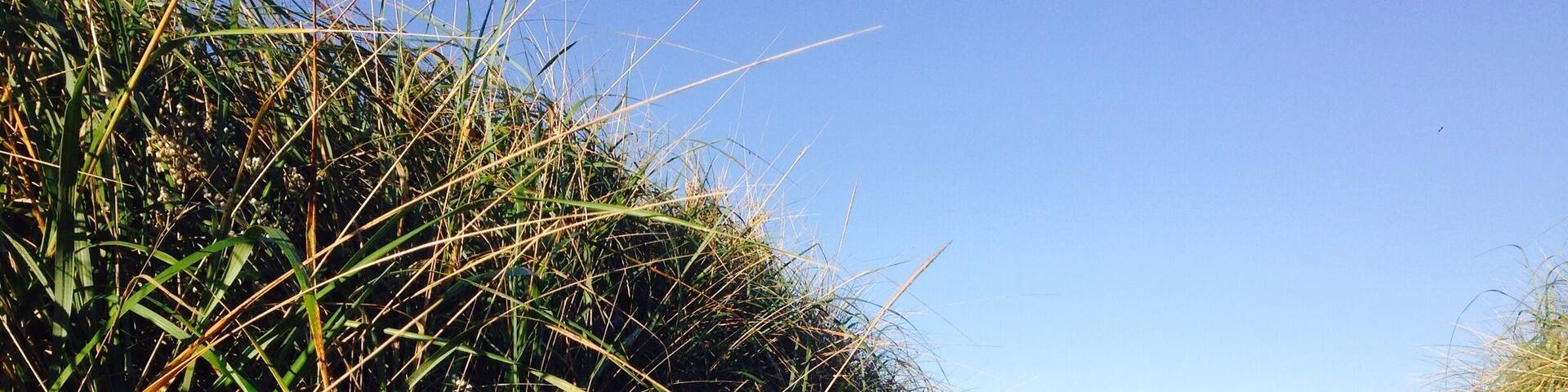 Awesome car camping sites with a path to huge beach.