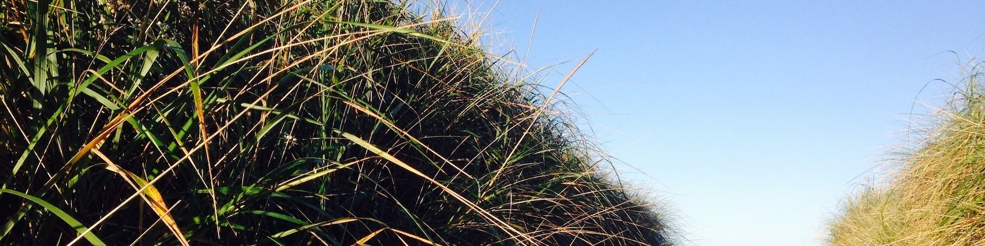 Awesome car camping sites with a path to huge beach.