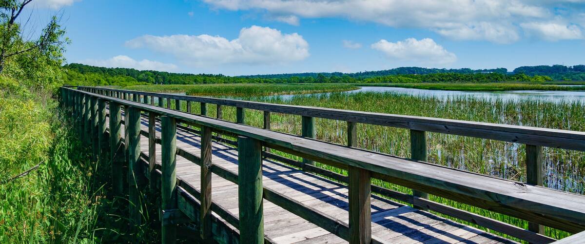 Interstate in Mobile and Alabama swamp landscape in summer