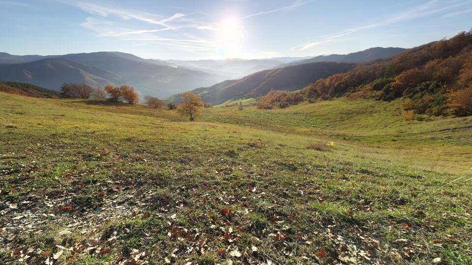 A grassy field with scattered leaves, a clear sky, and distant mountains.