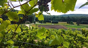 Make a stop here in the middle of your drive through the tunnel of trees for a glass of wine and throwing potatoes!! #lifeatexpedia #travel #Michigan