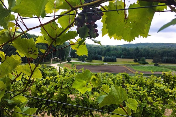 Un vignoble avec des rangées de vignes et un paysage rural en arrière-plan.