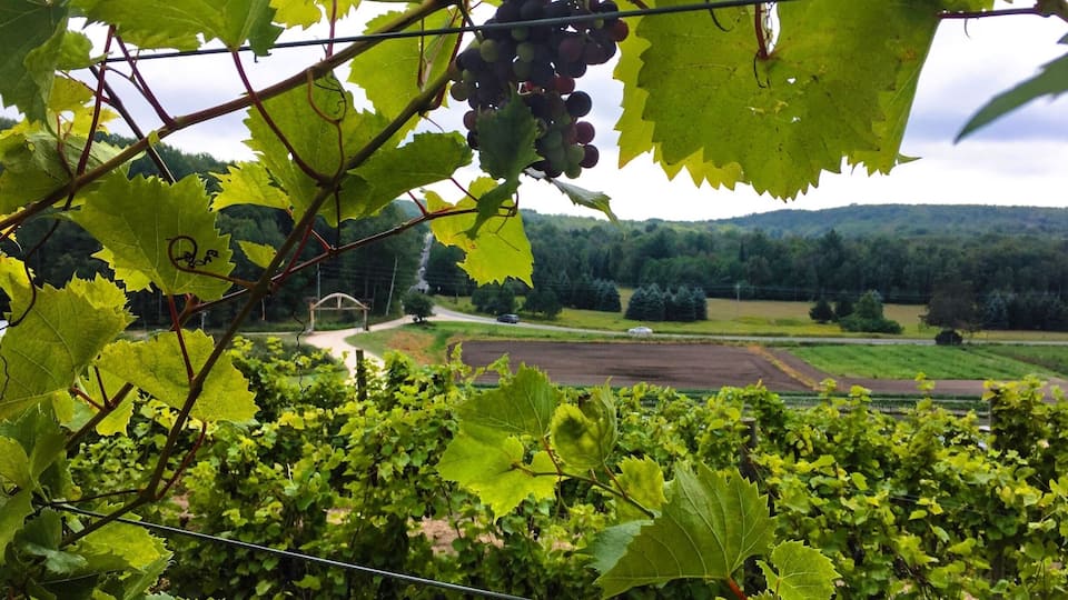 Make a stop here in the middle of your drive through the tunnel of trees for a glass of wine and throwing potatoes!! #lifeatexpedia #travel #Michigan