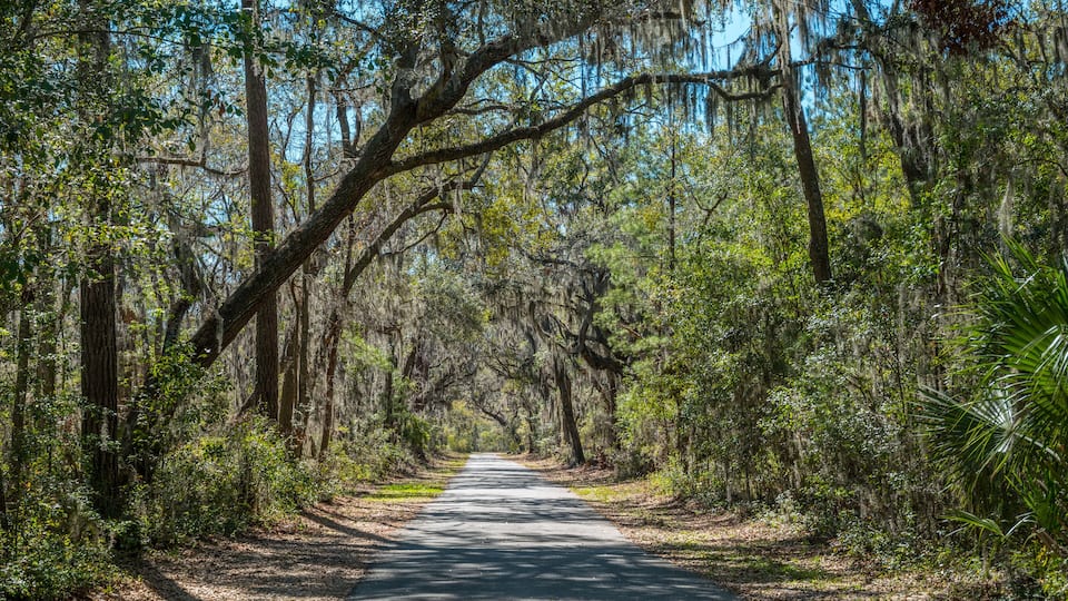 A forested path with tall trees and Spanish moss.