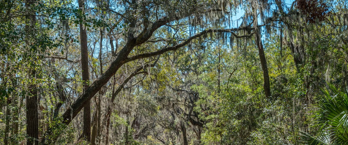 Trail through a coastal forest