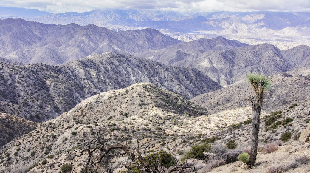 Morongo Valley