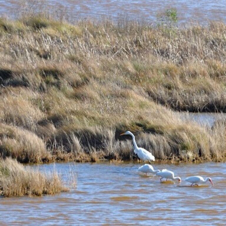 Probing the briny mud for tasty little crustaceans.  