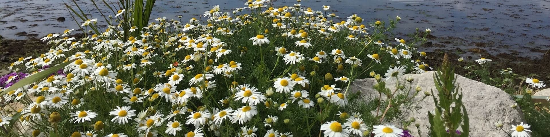 Beautiful views in Emsworth, Hampshire #seaviews #coast
