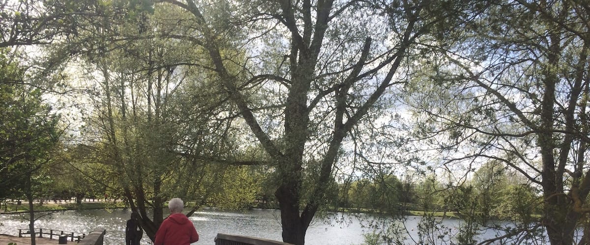 A wooden boardwalk with a person in a red jacket and a dog.