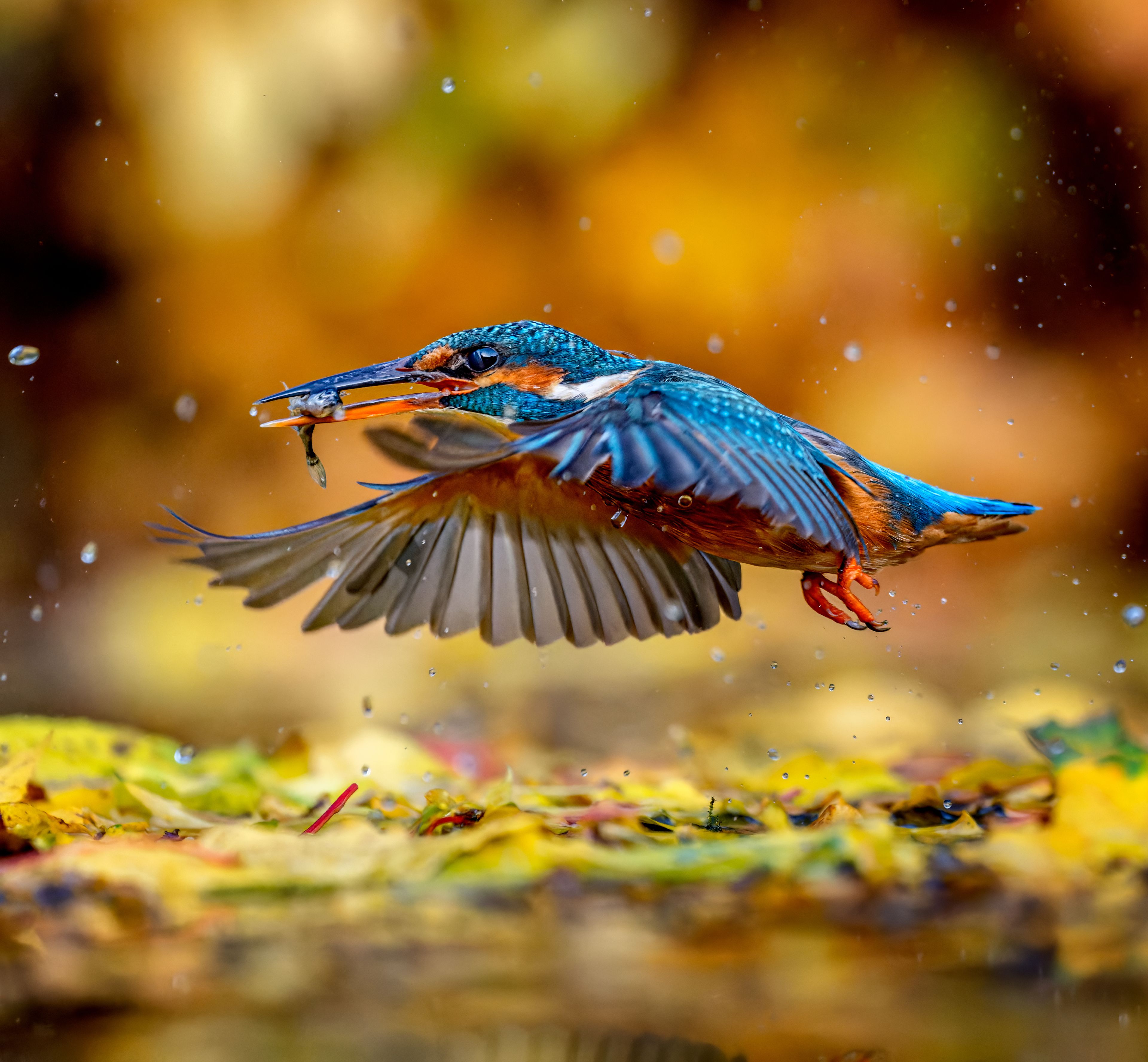 A bird in flight with water droplets around it.