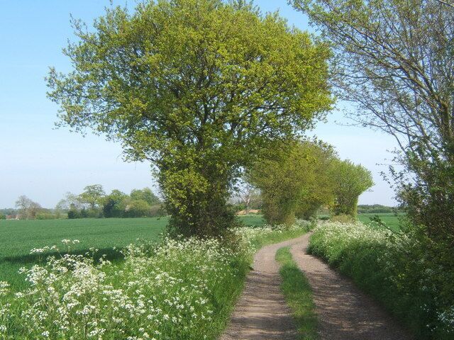A rural path surrounded by lush greenery and flowering plants.