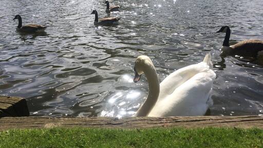 Swan in the lake. Happily swimming 😊