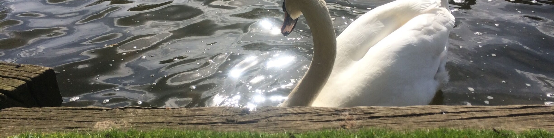 Swan in the lake. Happily swimming 😊