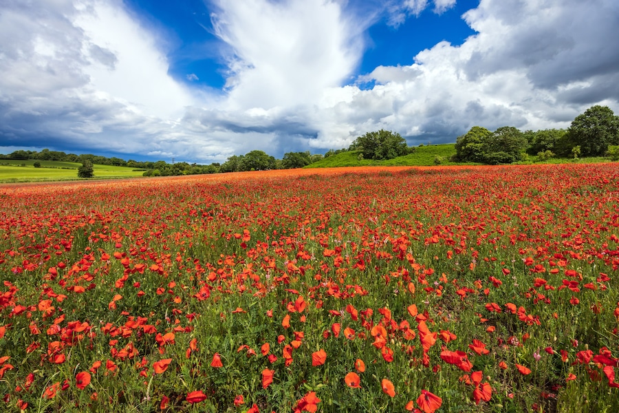 Un extenso campo de amapolas rojas bajo un cielo parcialmente nublado.