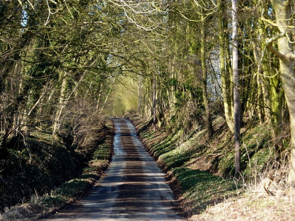 A narrow, tree-lined road with dense foliage on both sides.